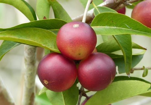 Camu,Camu,Fruit,(myrciaria,Dubia),On,The,Tree,,On,The