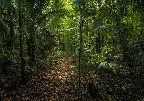 The,Amazon,Rainforest,In,Manu,National,Park,,Peru