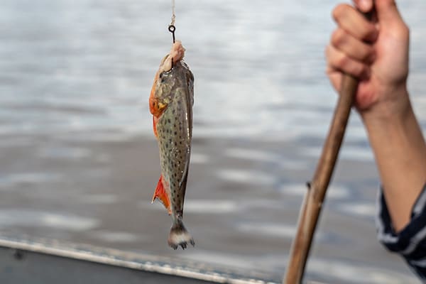 Agua Marina - Pacaya Samiria