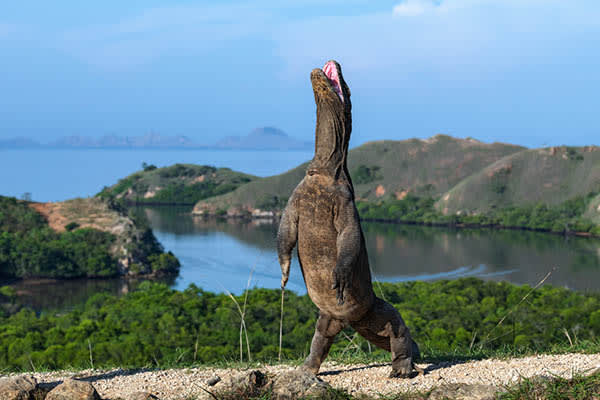 Alila Purnama - Komodo Islands - Day 8