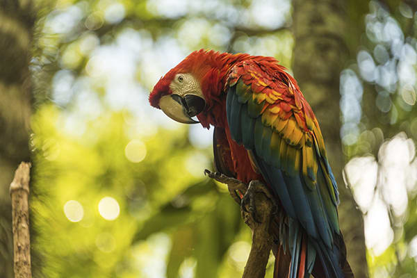 Amatista - Marañon, Amazonas & Ucayali