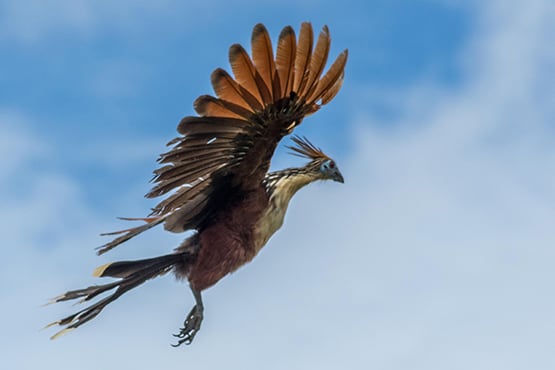 Amazon Dream's 6-Day Tapajos Cruise Itinerary Day One - Bird Life.