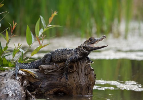 Black,Caiman,(melanosuchus,Niger),Amazon,Rainforest,,Brazil