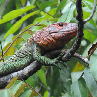 Green and red lizard in the tree