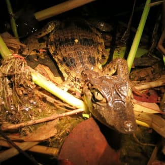 Caiman in the night