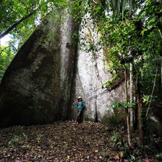 A person by the very big tree