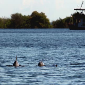 Dolphins swimming in the river