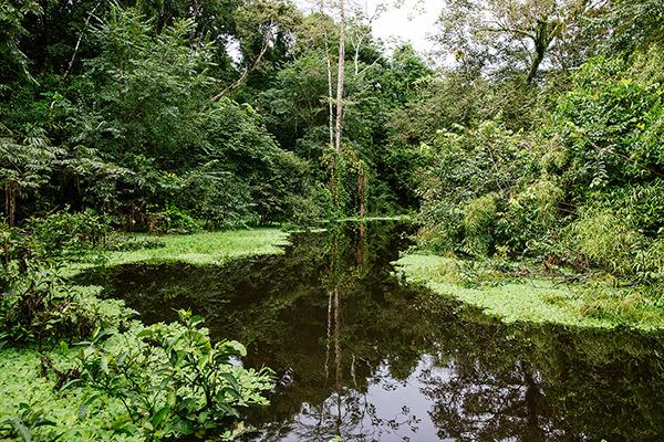 Aqua Nera’s 5-Day Itinerary Day Three - Exploring the Amazon.