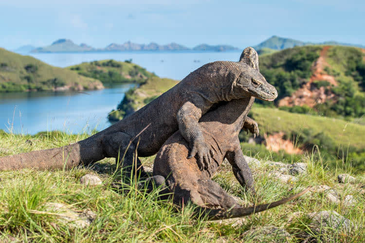 Anne Bonny - Komodo National Park - Day 5