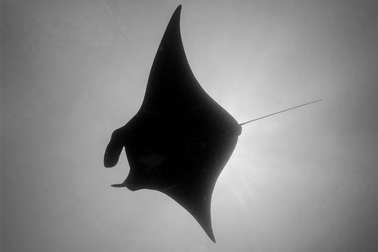 Anne Bonny - Raja Ampat Full Park - Day 6