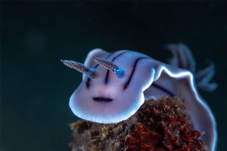 Anne Bonny - Raja Ampat Full Park - Day 9