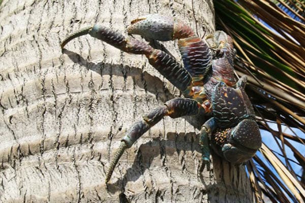 Aqua Lares - Aldabra & Seychelles’ Outer Islands​ - Day 7