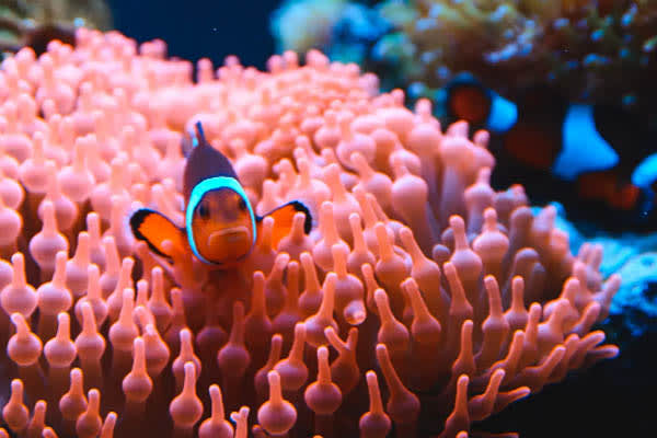 Aqua Lares - The Coralline Seychelles & Zanzibar, Tanzania: Mahe - Zanzibar - Day 2