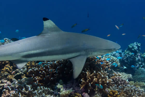 Aqua Lares - Zanzibar, Tanzania & The Coralline Seychelles: Zanzibar - Mahe - Day 4