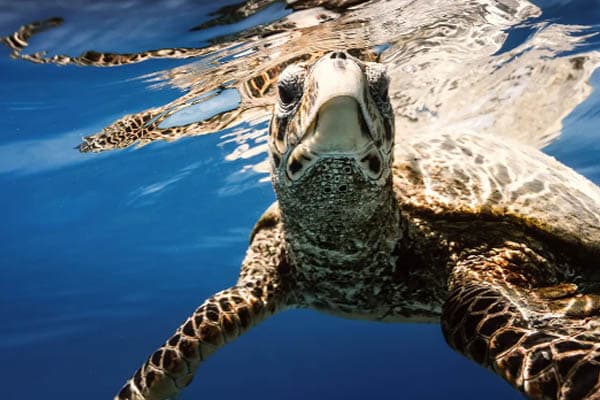 Aqua Lares - Zanzibar, Tanzania & The Coralline Seychelles: Zanzibar - Mahe - Day 7