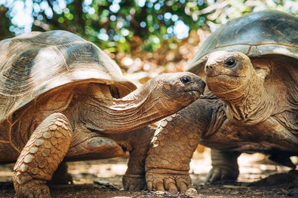 Aqua Lares - Zanzibar, Tanzania & The Coralline Seychelles: Zanzibar - Mahe - Day 9