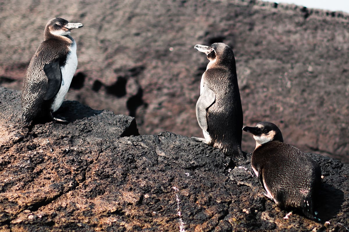 Aqua Mare - East Galapagos