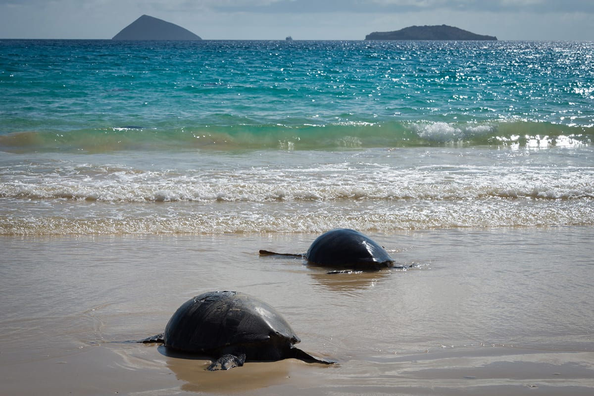Aqua Mare - West & East Galapagos
