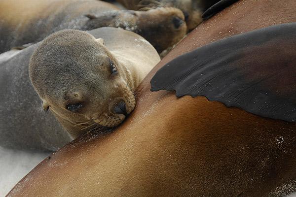 Nemo III's 8-Day Southern Islands Itinerary Day Eight - Sea Lion Pup.