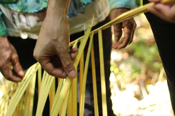 Belle Amazon - Essential Encounter