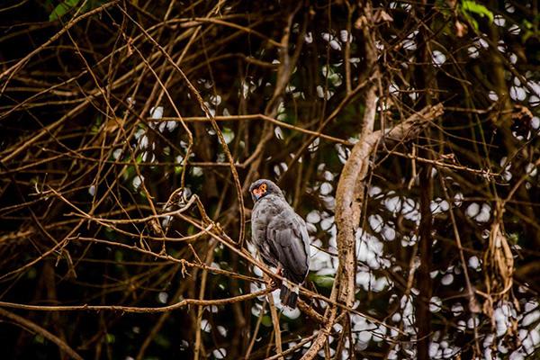 Agua Marina’s 5-Day Itinerary Day Two - Bird Watching.