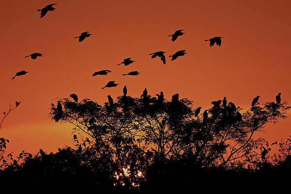 Jacaré Acu's 5-Day Jau National Park Cruise Day One - Birds at Sunset.