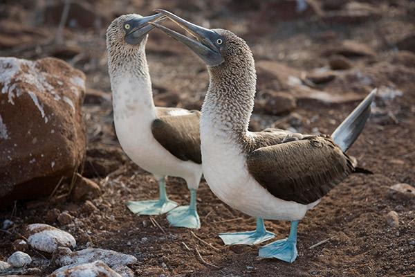 Ocean Spray's 8-Day Itinerary 'B' Day Two - Blue-Footed Boobies.