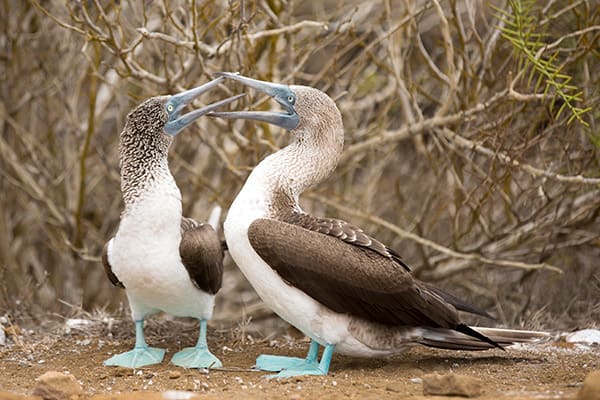 Grand Majestic’s 4-Day Itinerary Day Three - Blue-Footed Boobies.