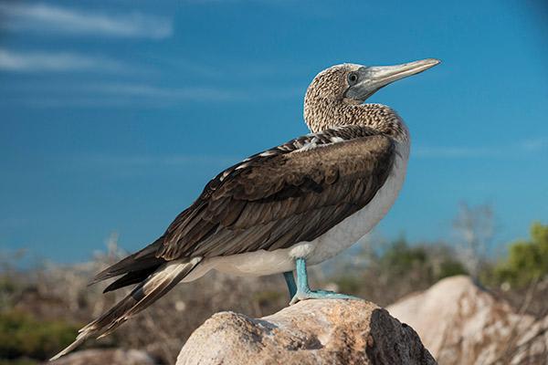 Endemic’s 5-Day Itinerary Day Two - Blue-Footed Booby.