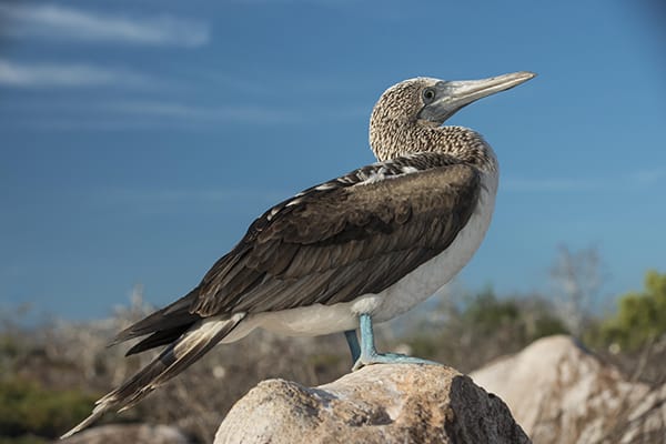 Nemo III's 5-Day Southern Islands Itinerary Day One - Blue-Footed Booby.