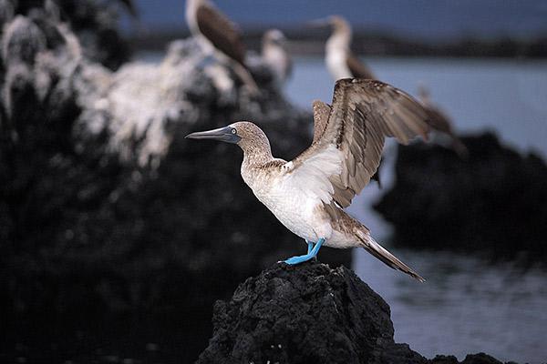 Ocean Spray's 4-Day Itinerary 'B' Day Two - Blue-Footed Booby.