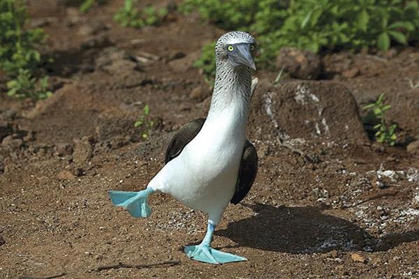 Origin's 15-Day Itinerary 'A+B' Day Four - Blue-Footed Booby.