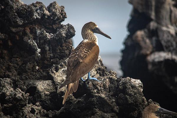 Calipso’s 5-Day Itinerary Day Four - Blue-Footed Booby Sighting.