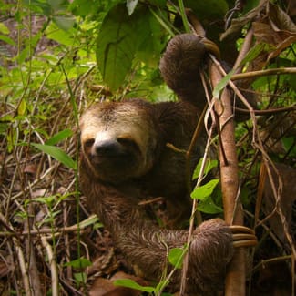 A sloth in the bushes