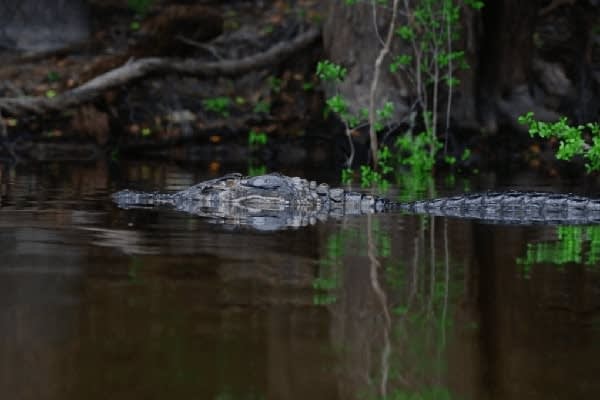 Jacaré-Tinga's 7-Day Anajaú Cruise Day Five - Caiman Sighting.