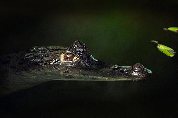 Aqua Nera’s 5-Day Itinerary Day Four - Caiman Sighting.