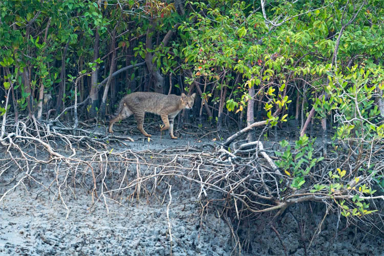 Catamaran - Cruising in Bhitarkanika - Day 2