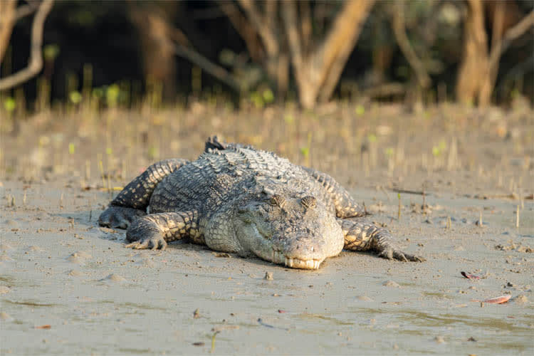 Catamaran - Cruising in Bhitarkanika - Day 3