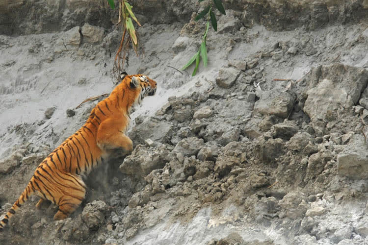 Charaidew II - Brahmaputra Maximum - Day 4