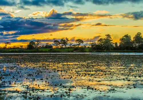 Manaus Sunset over lillies