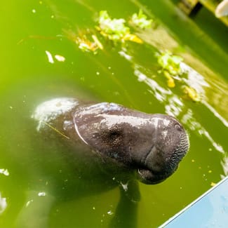 Amazonian Manatee