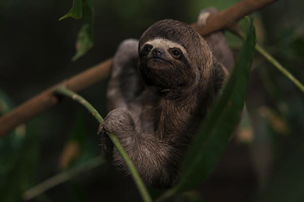 Delfin II - Upper Amazon