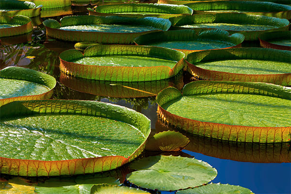 Delfin II - Upper Amazon