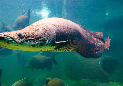 Pirarucu,(arapaima,Gigas),One,Largest,Freshwater,Fish,And,River,Lakes