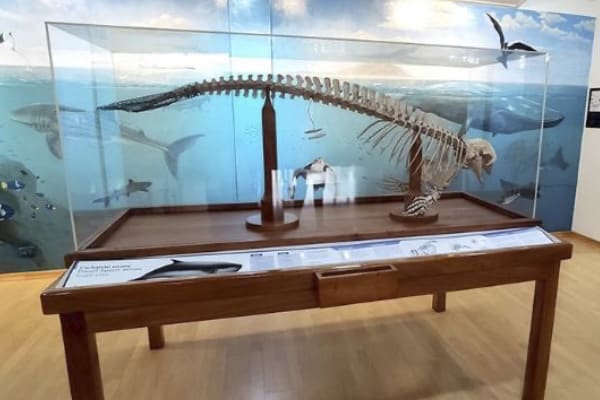 Diver II - Naturalist Itinerary