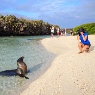 A woman photographing a sea lion on the beach