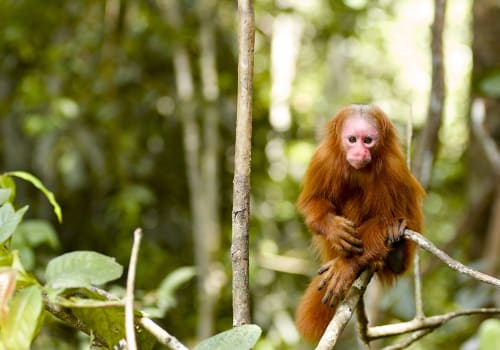 This,Monkey,Was,Seen,On,A,Tour,Through,The,Amazon