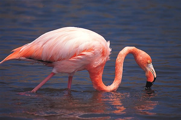 Isabela II’s 7-Day Itinerary Day Four - Flamingo Sighting.