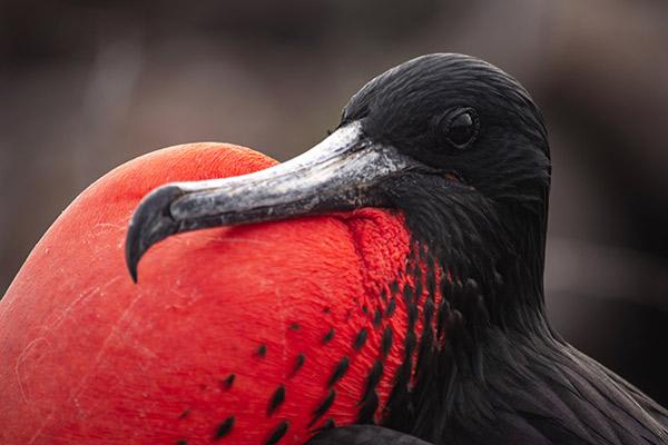 Bonita’s 5-Day Southern Itinerary Day Four - Frigate Birds.