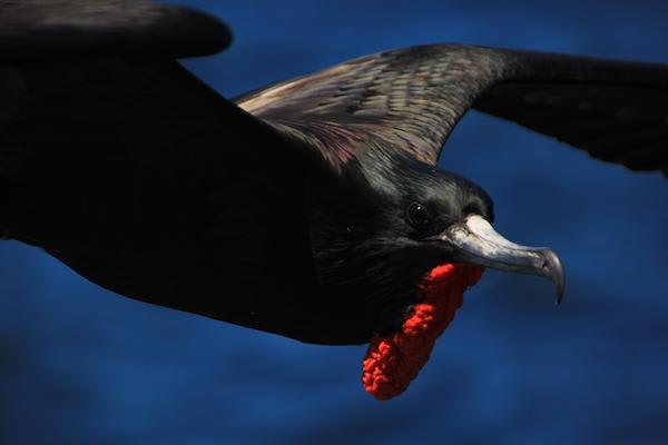 Origin's 15-Day Itinerary 'B+A' Day Nine - Frigate Bird Sighting.